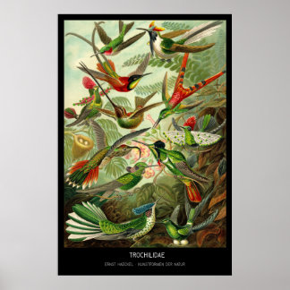 Trochilidae - Plate 99 - Kunstformen der Natur Poster