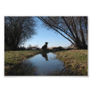 Trogen lantgårdhund fototryck