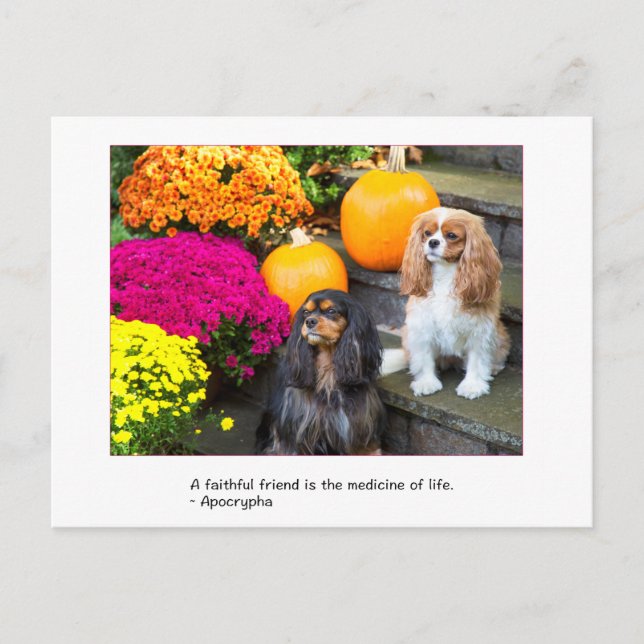 Trogen vän Cavalier King Charles vykort (Framsida)