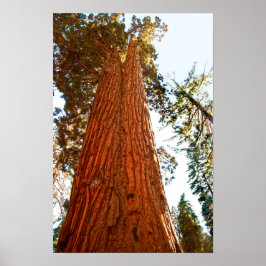 Trogna parsequoia-träd, Yosemite Poster