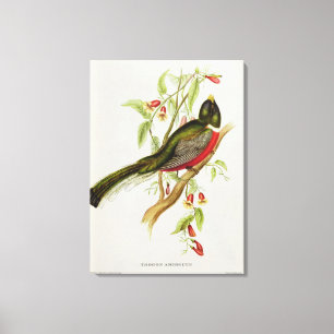 Trogon Ambiguus Canvastryck
