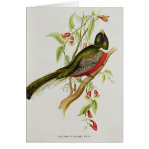 Trogon Ambiguus Hälsningskort