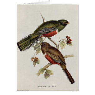 Trogon Collaris Hälsningskort