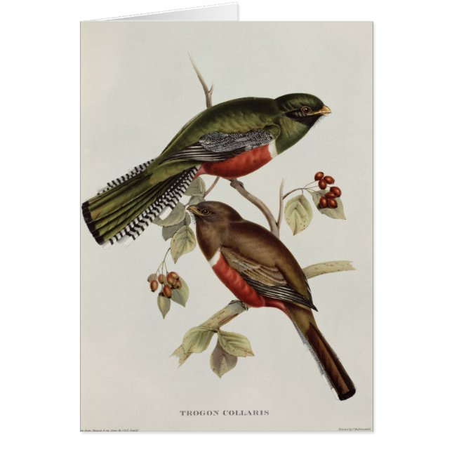 Trogon Collaris Hälsningskort (Framsidan)