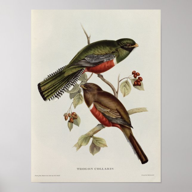Trogon Collaris Poster (Framsidan)