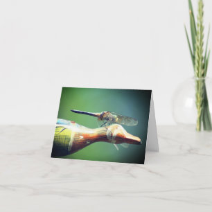 Trollslända Co Pilot Naturfotografi Anteckningskort