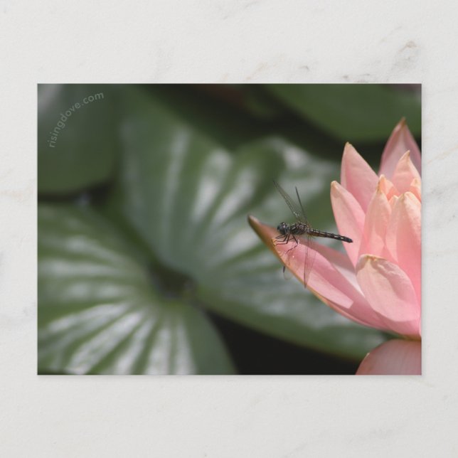 Trollsländor vid en damm i förorten meddelande vykort (Framsida)