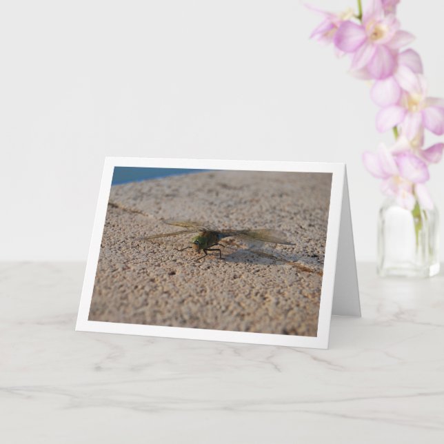 Trollsländsporträtt Kort (Orkide)