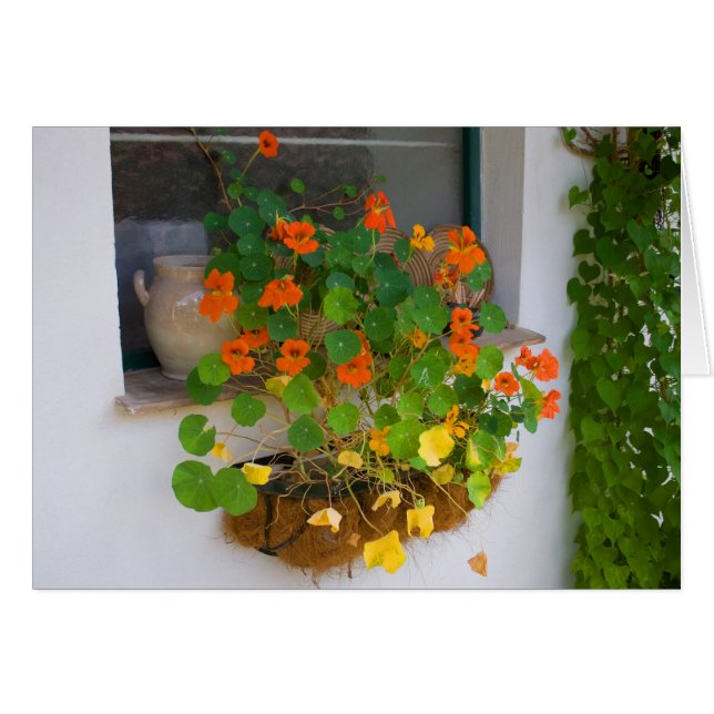 Tropaeolum majus hälsningskort (Framsidan Horizontal)