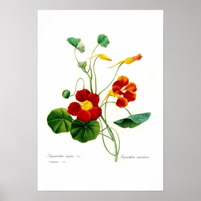 Tropaeolum majus (nasturtium) poster (Framsidan)