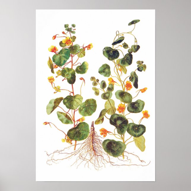 Tropaeolum majus poster (Framsidan)