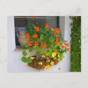 Tropaeolum majus vykort