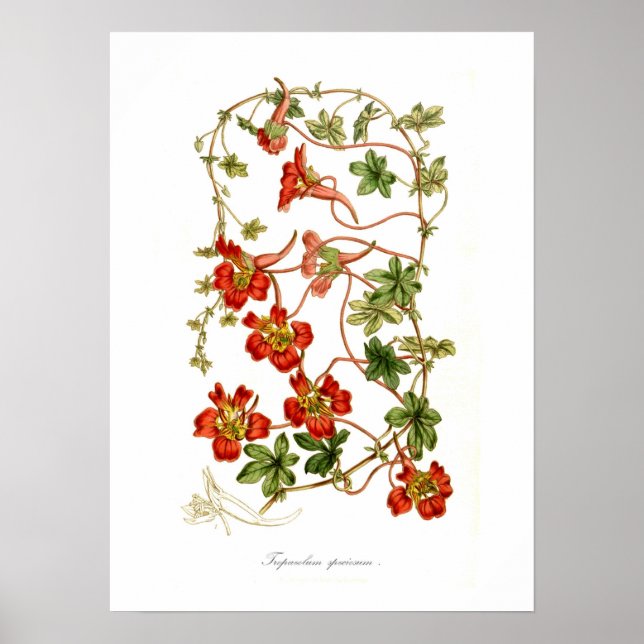 Tropaeolum speciosum poster (Framsidan)