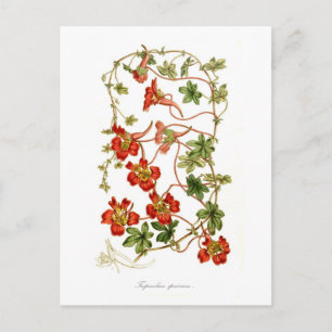 Tropaeolum speciosum vykort