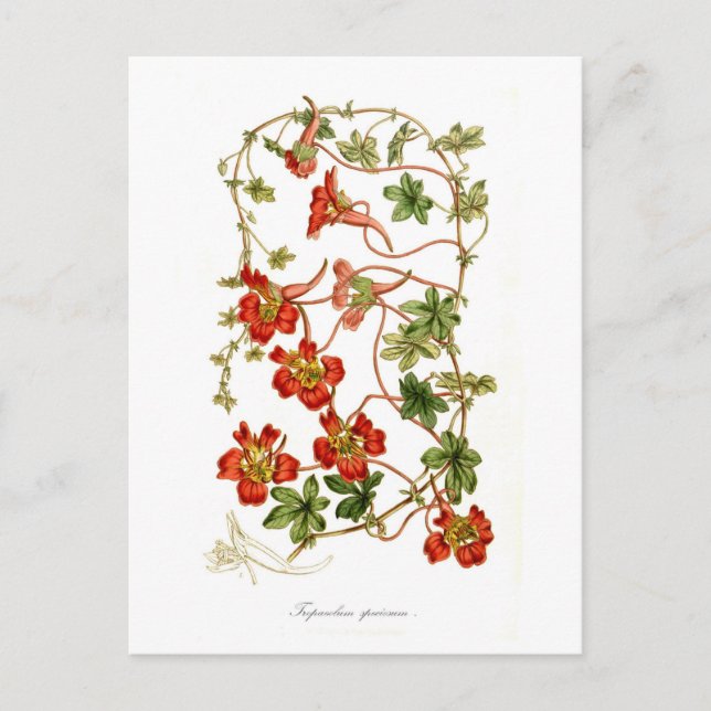 Tropaeolum speciosum vykort (Framsida)
