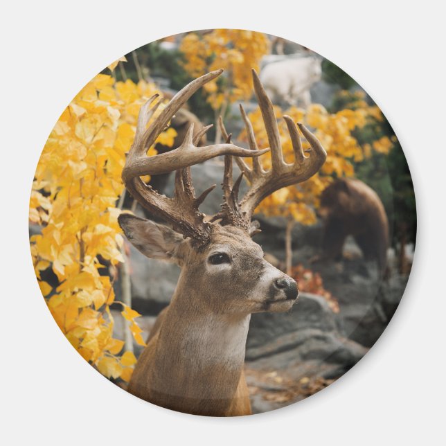 Trophy Hjort Magnet (Framsidan)