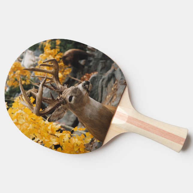Trophy Hjort Pingisracket (Sidan)