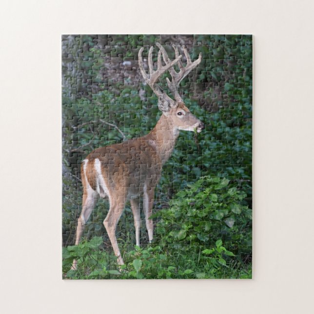 Trophy Whitetail Hjort Buck in Velvet Pussel (Vertikal)