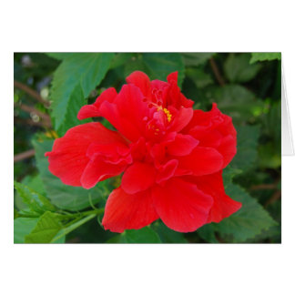 Tropi-Red Hälsningskort