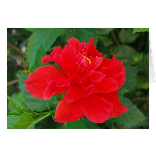 Tropi-Red Hälsningskort (Framsidan Horizontal)