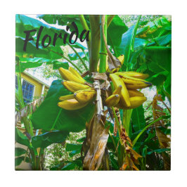 Tropical Banana Handflatan Träd St Augustine Flori Kakelplatta
