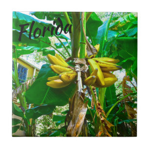 Tropical Banana Handflatan Träd St Augustine Flori Kakelplatta