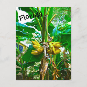 Tropical Banana Handflatan Träd St Augustine Flori Vykort
