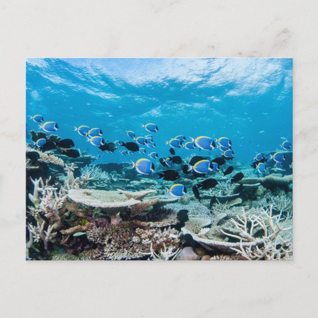Tropical Beaches | Sturgeon Amongst Coral Vykort (Framsida)