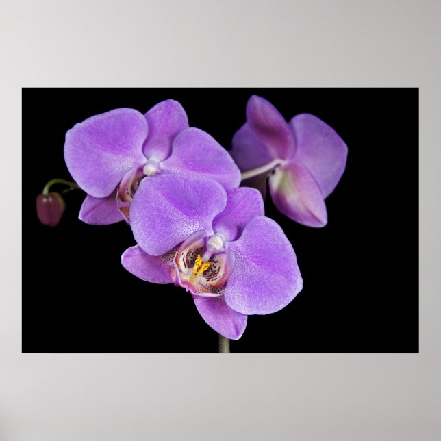 Tropical Beauty Poster (Framsidan)