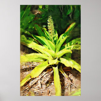 Tropical Bromeliad - gå i trädgården Poster