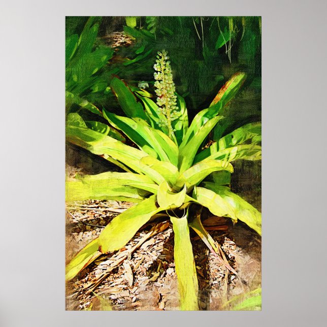 Tropical Bromeliad - gå i trädgården Poster (Framsidan)