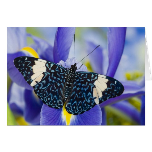 Tropical Butterfly Lila Iris Hälsningskort (Framsidan Horizontal)