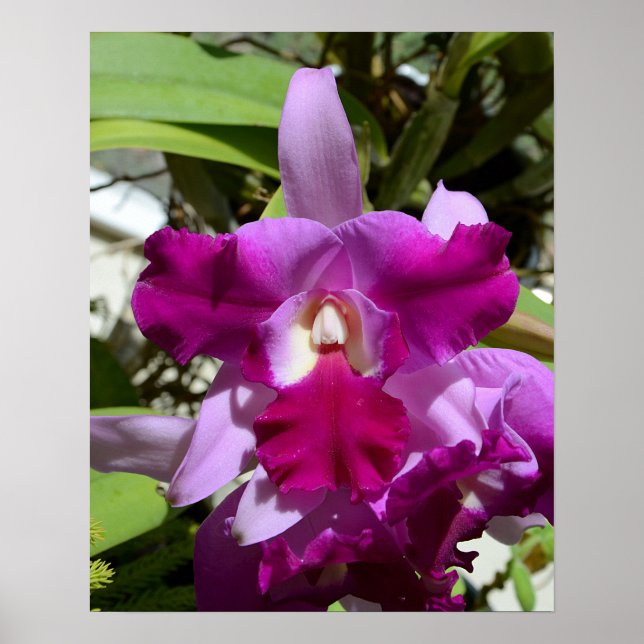 Tropical Cattleya Orchid Flower Poster (Framsidan)
