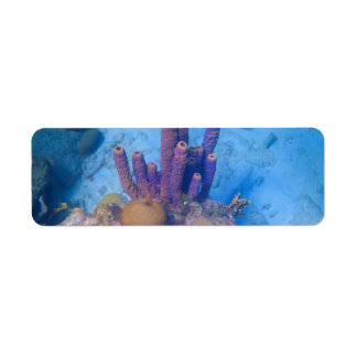 Tropical Coral Reef Returadress Etikett