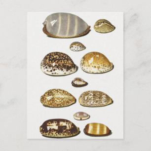 Tropical cowrie snäckas av Johann Gustav Hoch Vykort