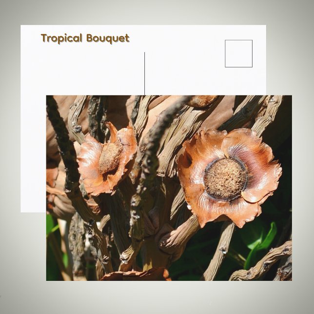 Tropical Dried Coconut Flowers Floral Vykort (Skapare uppladdad)