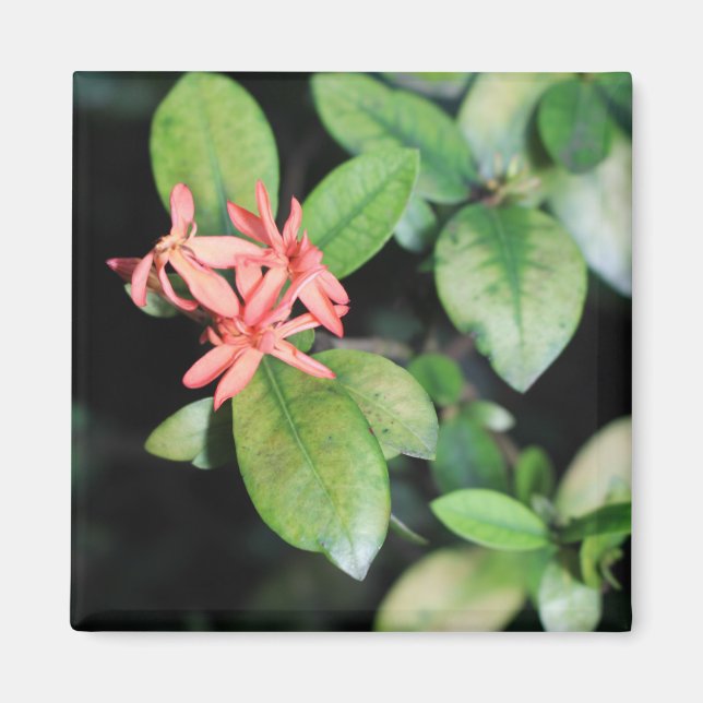 Tropical Exotic Coral Flower, Kew Gardens Magnet (Framsidan)