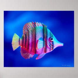 Tropical Fish Poster