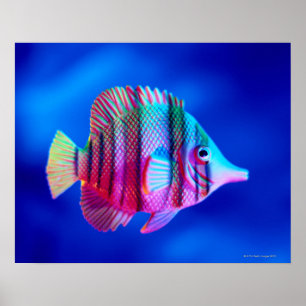 Tropical Fish Poster