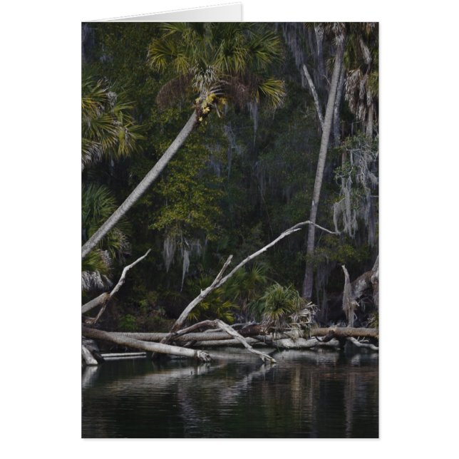 Tropical Florida Hälsningskort (Framsidan)