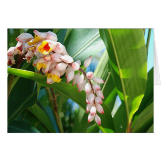 Tropical Ginger OBS Kort