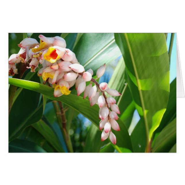 Tropical Ginger OBS Kort (Framsidan Horizontal)