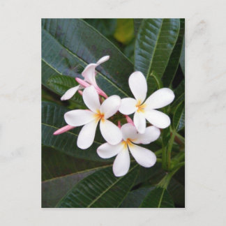 Tropical Hawaii White, Rosa, Gult, Plumeria Vykort