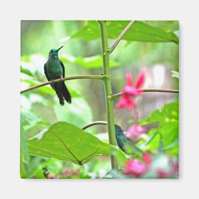 Tropical Hummingbird and Flowers Magnet (Framsidan)