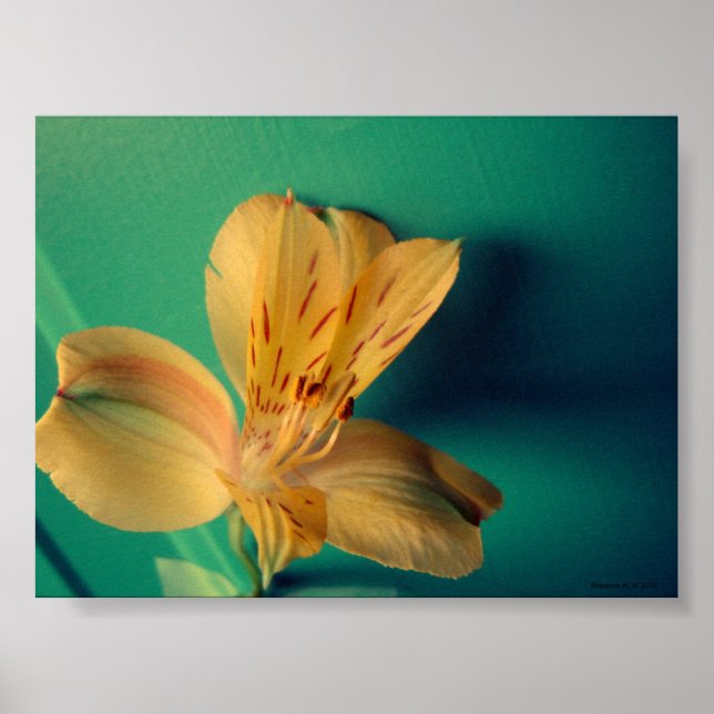 Tropical Lily Poster (Framsidan)
