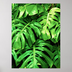 Tropical Löv Splitleaf Philodendron, Mörk grönt Poster