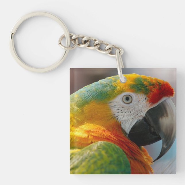 Tropical Macaw Parrot (Framsidan)