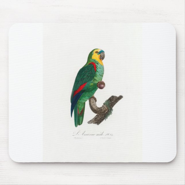tropical macaw parrot musmatta (Framsidan)