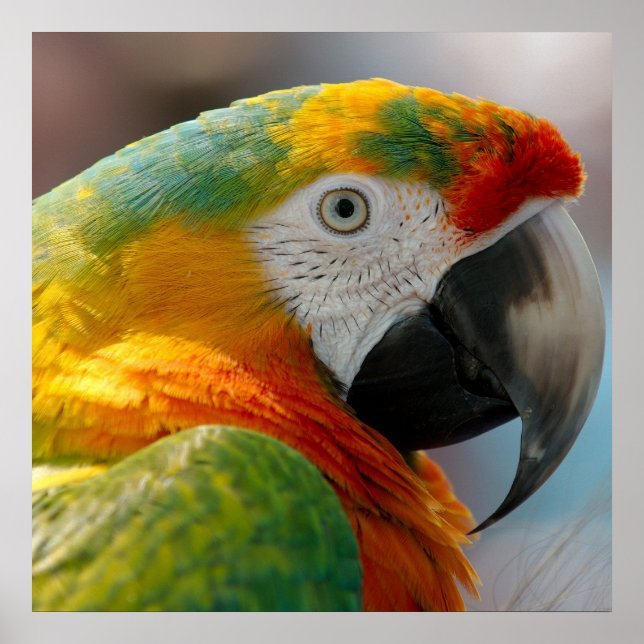 Tropical Macaw Parrot Poster (Framsidan)