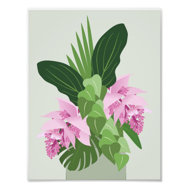 Tropical Medinilla Rosa Flower på Grönten Fototryck (Framsidan)